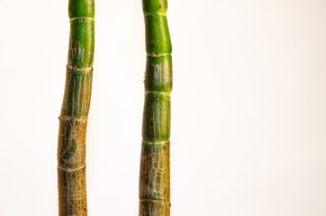 Fototapeta premium Money tree trunk in macro on white background
