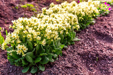 Primrose Primula with yellow flowers. Inspirational natural floral spring or summer blooming garden or park under soft sunlight and blurred bokeh background. Colorful blooming ecology nature landscape