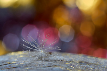 dandelion with water drops
