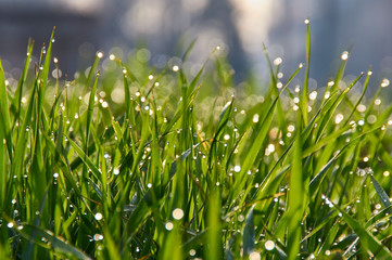 green grass with water drops