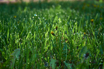 green grass with water drops