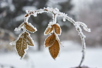 branch of a tree in winter