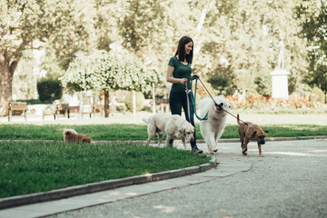 Dog walker enjoying with dogs while walking outdoors.