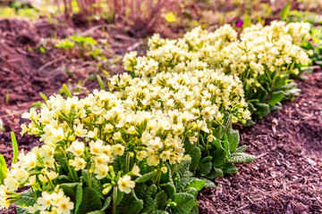 Primrose Primula with yellow flowers. Inspirational natural floral spring or summer blooming garden or park under soft sunlight and blurred bokeh background. Colorful blooming ecology nature landscape