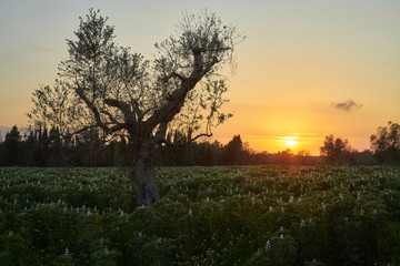 Olive tree in a field of lupines at sunset