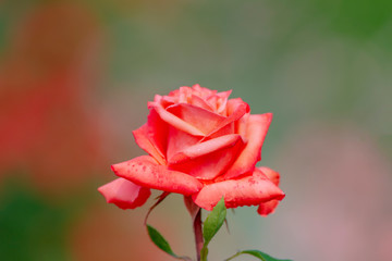 Fototapeta premium バラの花