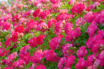 Obraz premium バラの花