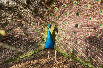 Obraz premium peacock,tail,feather,bird,beautiful,male,blue,peafowl,isolated,nature,color,colorful,beauty,feathers,background,animal,head,elegance,vibrant,wildlife,green,pattern,bright,tropical,beak,detail,turquois