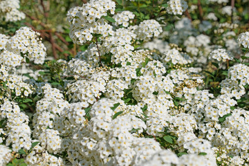 Blühende Schneespiere, Spiraea