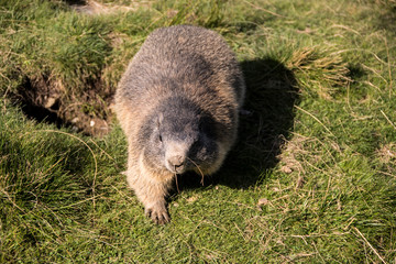 Marmot with winter bacon running on the meadow