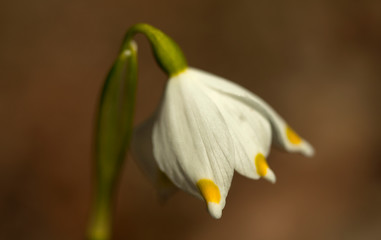 Leucojum vernum, called spring snowflake