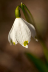 Leucojum vernum, called spring snowflake
