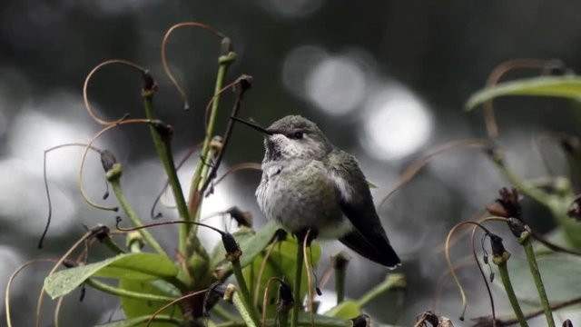 side view of small hummingbird in light hail