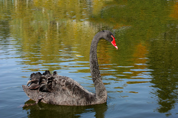 black swan on the lake, looks at his reflection in the water