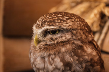 owl, portrait, close-up