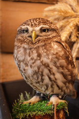 owl in a zoo sitting on a branch