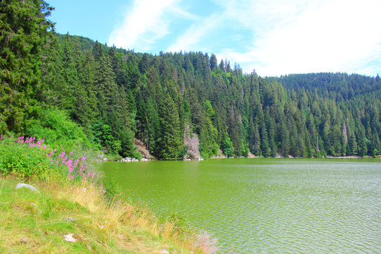 le lac vert dans le macif des vosges en france