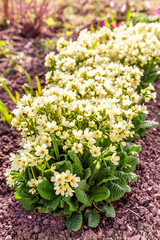 Primrose Primula with yellow flowers. Inspirational natural floral spring or summer blooming garden or park under soft sunlight and blurred bokeh background. Colorful blooming ecology nature landscape