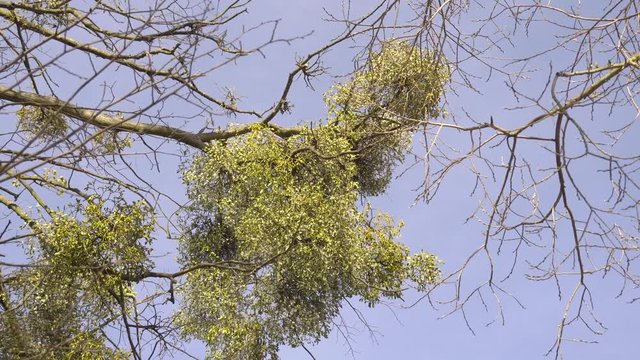 mistletoe on tree under blue sky 