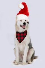dog in santa hat isolated on white background