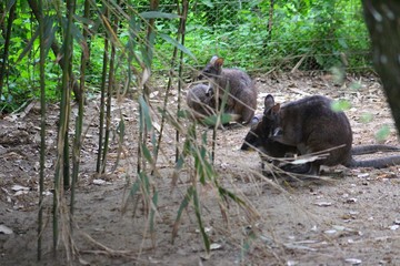 Obraz premium kangourou dans son enclos au zoo