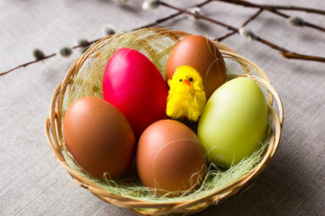 Happy easter background. Colorful Easter eggs and yellow chick in a wicker basket. Willow branches lie next to the basket. Eggs and chicken as Easter symbol. Easter greetings. Spring composition. 