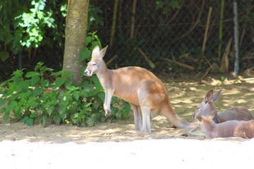 Naklejka na ściany i meble kangourou dans son enclos au zoo