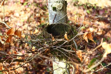 Vogelnest im Wald