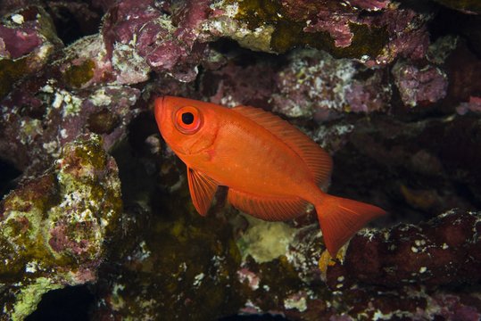 Lunar-tailed Bigeye (Priacanthus hamrur) at coral reef, Red sea, Dahab, Sinai Peninsula, Egypt, Africa
