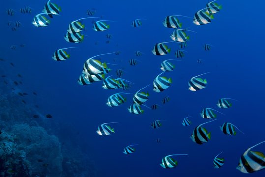 School of fish, false moorish idol (Heniochus diphreutes) floating in blue water, Red sea, Sharm El Sheikh, Sinai Peninsula, Egypt, Africa