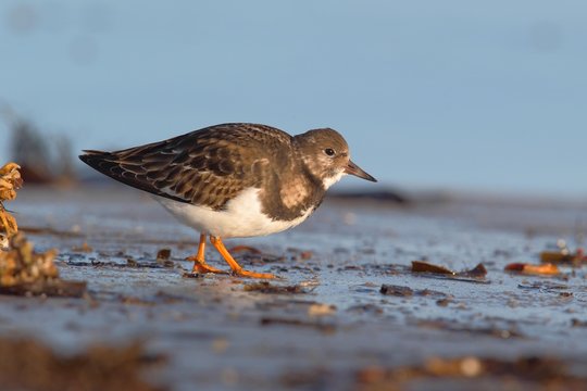 Ruddy Turnstone (Arenaria interpres) foraging on beach, Helgoland, North Sea, Germany, Europe