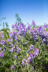 Blue wildflowers