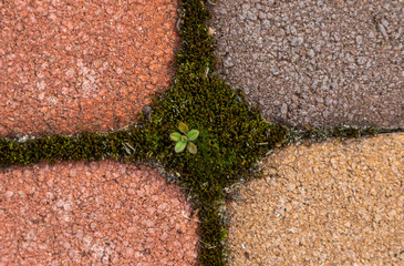 moss and weeds in the background between paving slabs
