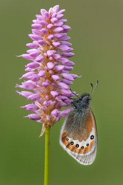 Alpine Heath (Coenonympha gardetta) sits on Persicaria bistorta (Polygonum bistorta), Tyrol, Austria, Europe