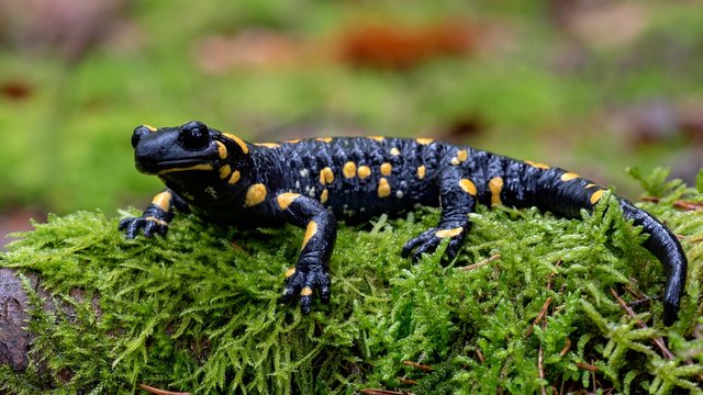 Fire salamander (Salamandra salamandra) on mossed tree trunk, Styria, Austria, Europe