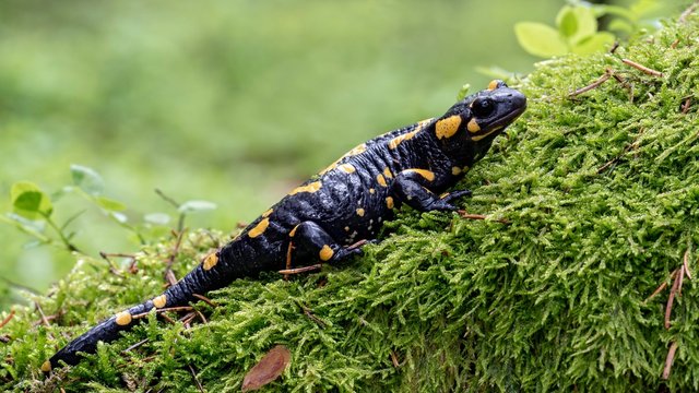 Fire salamander (Salamandra salamandra) on mossed tree trunk, Styria, Austria, Europe