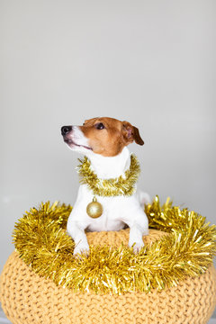 Gog wearing golden garland and Christmas bauble