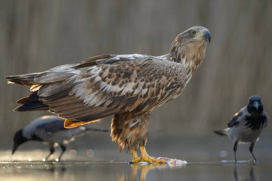 White-tailed eagle (Haliaeetus albicilla) standing on captured fish in shallow water, carrion crows (Corvus corone) at back, Kiskunsag National Park, Hungary, Europe