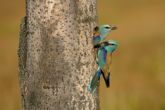 Roller (Coracias garrulus), breeding pair meet at nesting hole, Kiskunsag National Park, Hungary, Europe