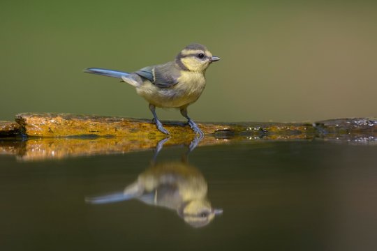 Blue Tit (Cyanistes caeruleus), young bird on birdbath, reflection, Kiskunsag National Park, Hungary, Europe