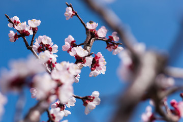 Spring blooming of apricot tree