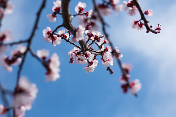 Spring blooming of apricot tree