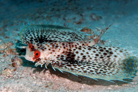 Flying Gurnard (Dactyloptena gilberti), with spread pectoral fins on sandy ocean floor, Saparua, Maluku Islands, Banda Sea, Pacific Ocean, Indonesia, Asia