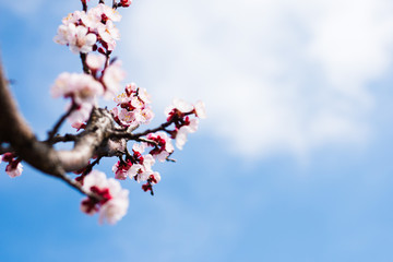 Spring blooming of apricot tree