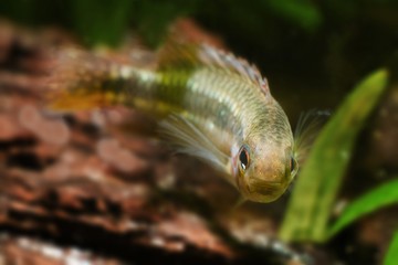 Apistogramma mendezi, apisto, blackwater dwarf cichlid fish, wild juvenile from Barcelos, Rio...