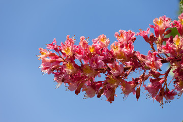 Pink blossom flower of horse chestnut tree