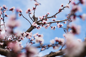 Spring blooming of apricot tree