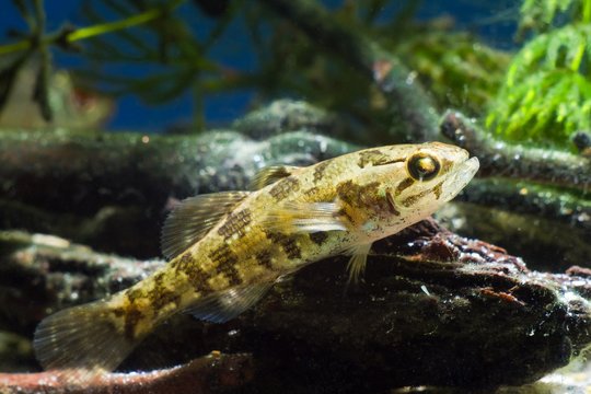juvenile freshwater fish Chinese sleeper, Perccottus glenii, resting on driftwood in biotope aquarium, closeup nature photo