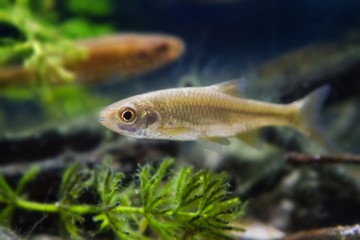 Leucaspius delineatus ornamental freshwater fish in biotope aquarium, nature shallow depth of field...