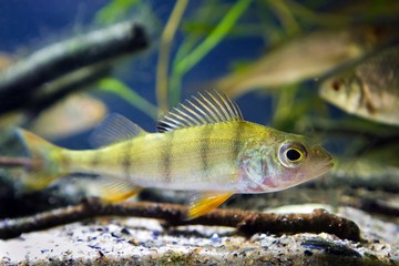European common perch, Perca fluviatilis, freshwater predator fish in biotope aquarium, underwater fauna photo - obrazy, fototapety, plakaty